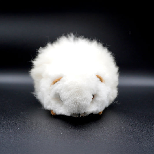 Alpaca guinea pig - Decorative white